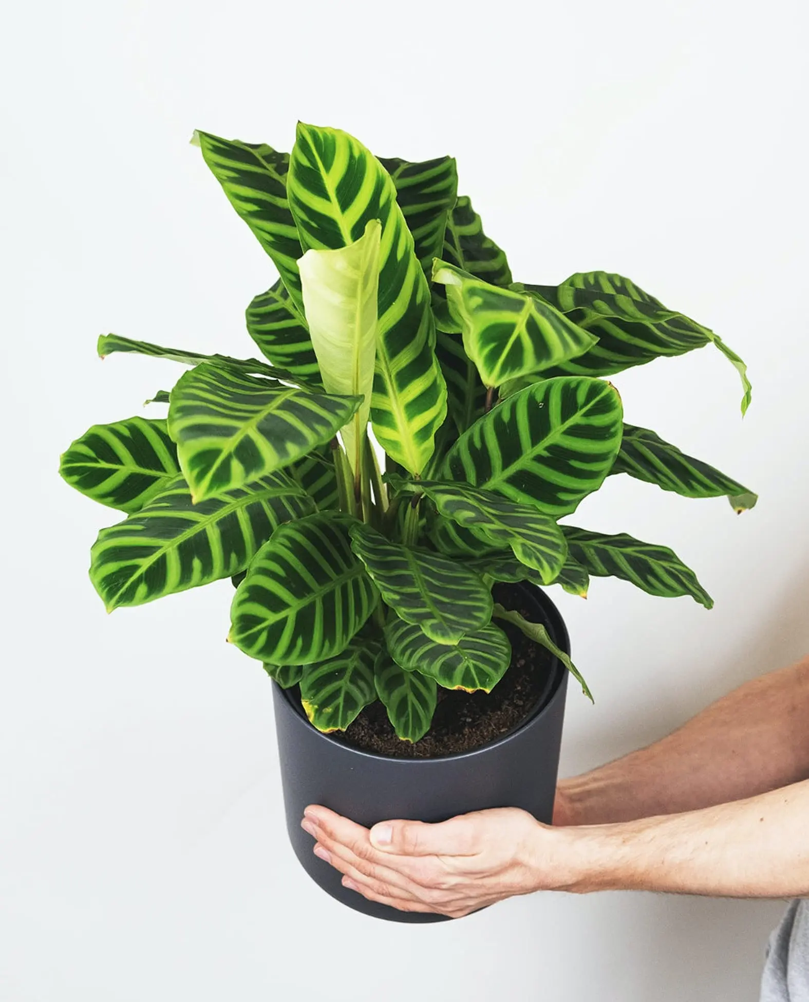 calathea cover