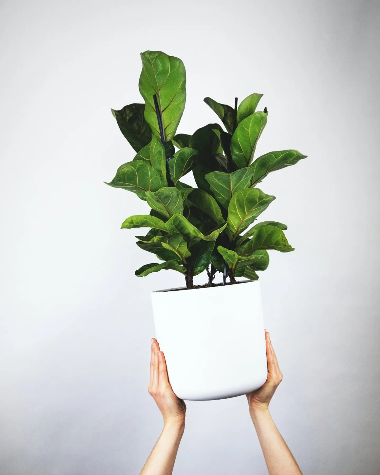 ficus lyrata cover