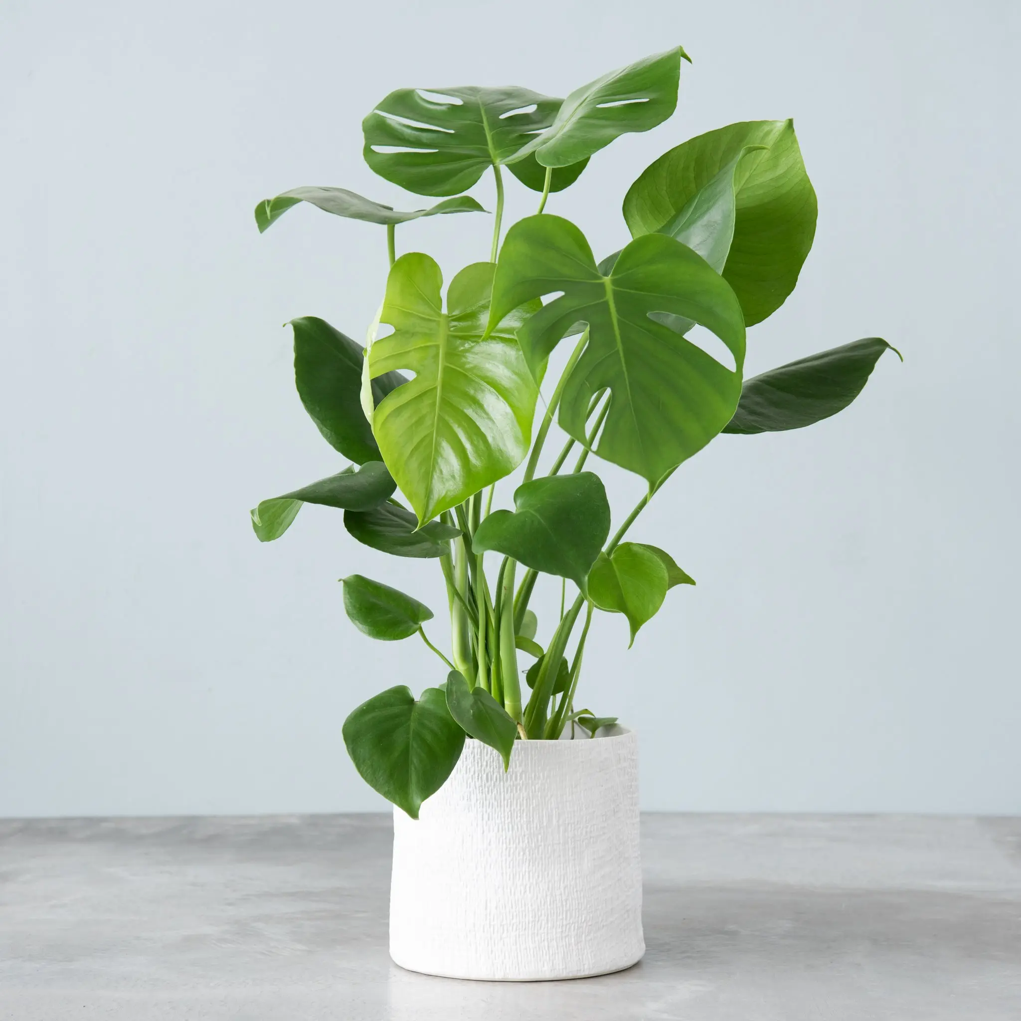 monstera cover