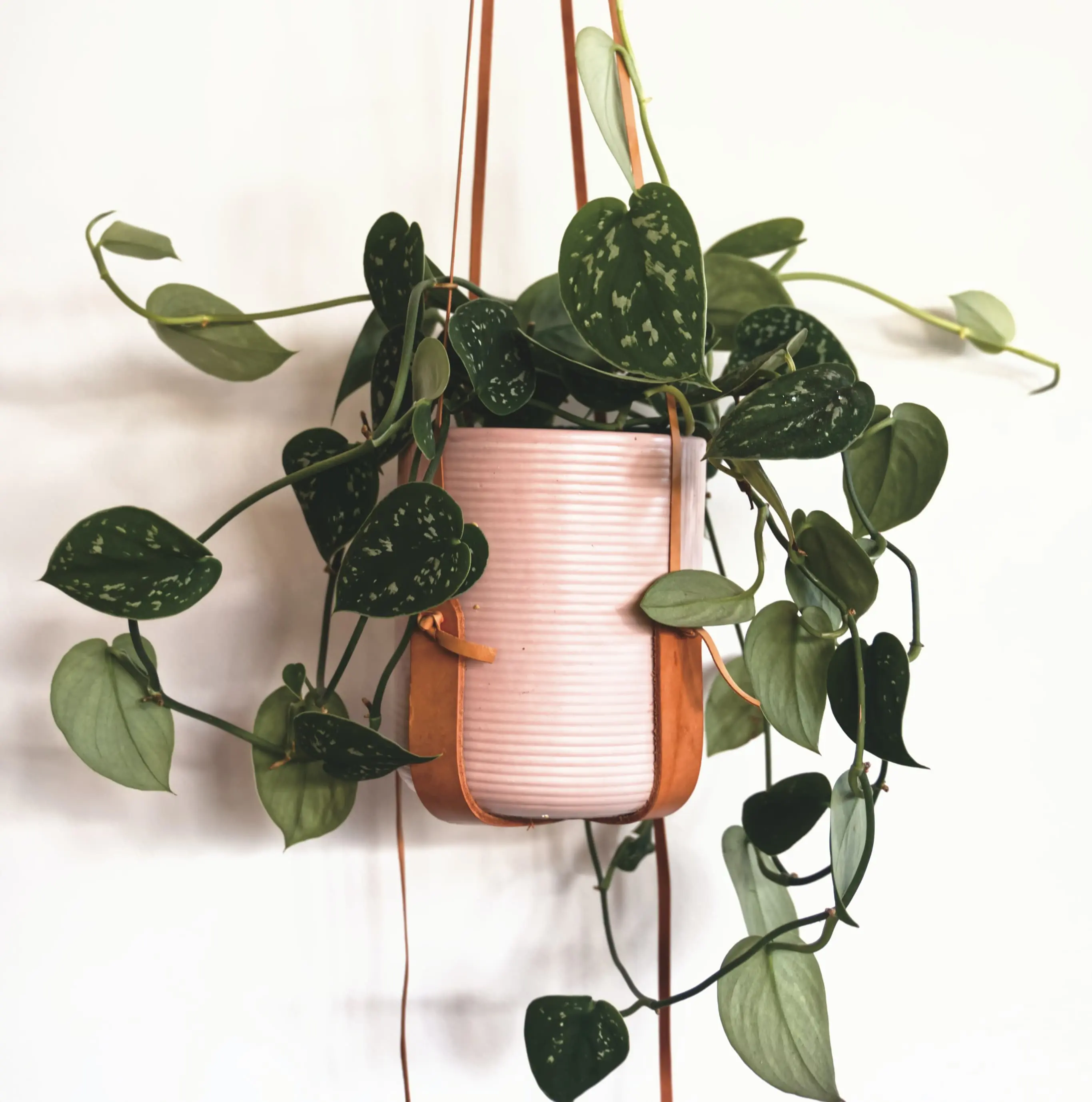 pothos argenté cover